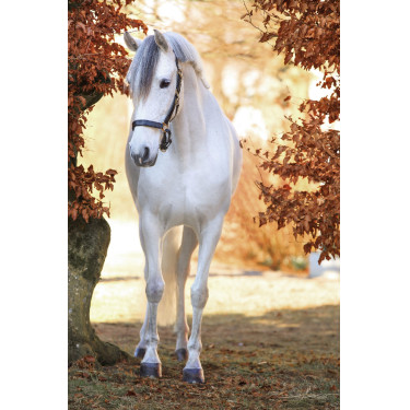 Eco lederen halster Covalliero Eco lederen halster Covalliero