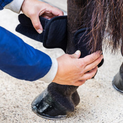 Korte crossbeschermers Kentucky 3D Air Flow achterbenen Zwart Korte crossbeschermers Kentucky 3D Air Flow achterbenen Zwart