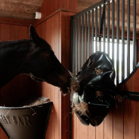 Hooinet Play & Slowfeeder Rond Grooming Deluxe van Kentucky Zwart Hooinet Play & Slowfeeder Rond Grooming Deluxe van Kentucky Zwart