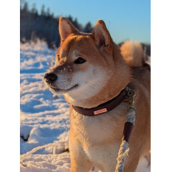 Hondenhalsband Equestrian Stockholm clean Eindeloze gloed