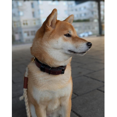 Hondenhalsband Equestrian Stockholm clean Eindeloze gloed