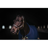 Lederen halster en lijn Equestrian Stockholm met ketting Marine Marineblauw
