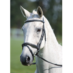 Bridon muserolle croisée Raised Flash Avignon Shires Noir Bridon muserolle croisée Raised Flash Avignon Shires Noir