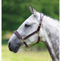 Licol en cuir Blenheim Shires Havane Licol en cuir Blenheim Shires Havane