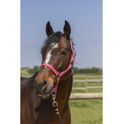 Licol Norton Grooming Oudroze