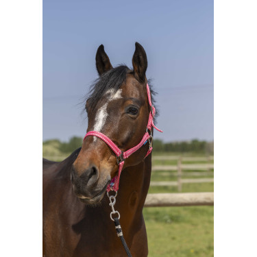 Licol Norton Grooming Oudroze