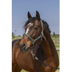 Licol Norton Grooming Donkergroen