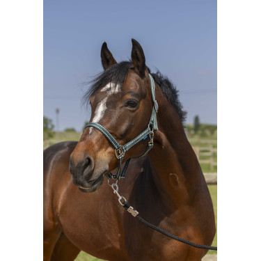 Licol Norton Grooming Donkergroen