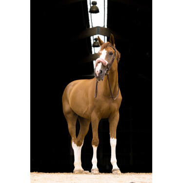 Neusriemhoes Equithème Teddy Roségoud Neusriemhoes Equithème Teddy Roségoud