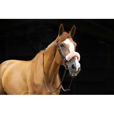 Neusriemhoes Equithème Teddy Roségoud Neusriemhoes Equithème Teddy Roségoud