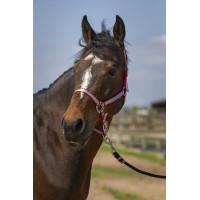 Halster Norton Nylon Soft Rood