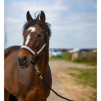 Halster Equithème Nylon Check Zwart / bruin