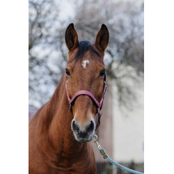 Nylon Halster Spring Equithème Roze