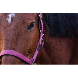 Nylon Halster Spring Equithème Roze