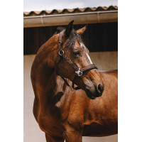 Nylon halster Equithème Jacquard Bruin Nylon halster Equithème Jacquard Bruin