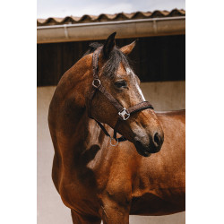 Nylon halster Equithème Jacquard Bruin