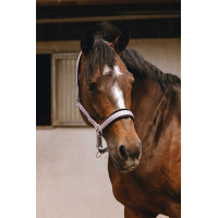 Nylon halster Equithème Jacquard Lila Blauw Nylon halster Equithème Jacquard Lila Blauw