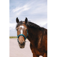 Nylon halster Equithème Jacquard Eendenblauw