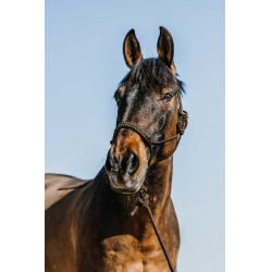 Ethologisch halster + leadrope Norton Deco Ethologisch halster + leadrope Norton Deco