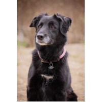 Hondenhalsband Penelope Billie Roze / lurex