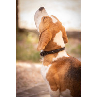 Hondenhalsband Penelope Billie Roze / lurex Hondenhalsband Penelope Billie Roze / lurex