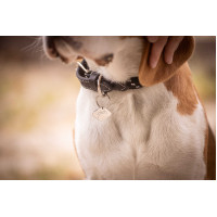 Hondenhalsband Penelope Billie Roze / lurex