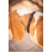 Hondenhalsband Penelope Billie Zwart / lurex Hondenhalsband Penelope Billie Zwart / lurex