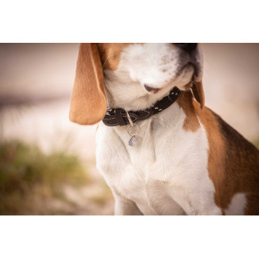 Hondenhalsband Penelope Billie