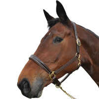 Halster Chetak BRIGHT Zwart