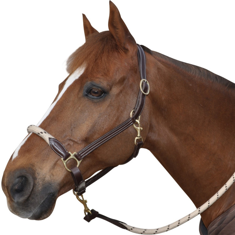 Touwhalster Canter