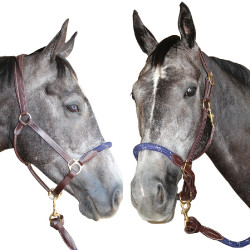 Touwhalster Canter Touwhalster Canter