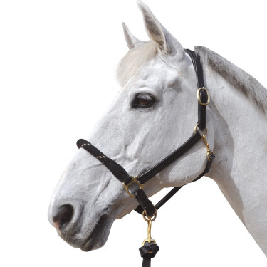Touwhalster Canter Touwhalster Canter