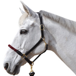 Touwhalster Canter Touwhalster Canter