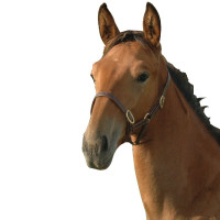 Halster veulen Chetak