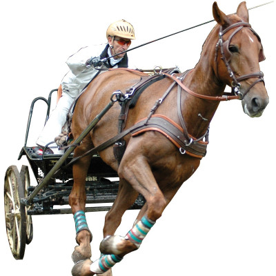 Anatomisch MARATHON-tuig Eric Le Tixerant Marron / newmarket