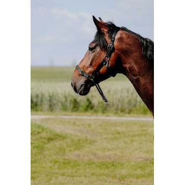 Norton Educatief Halster Zwart