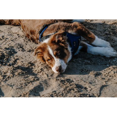 Hondenharnas RIDING WORLD - Simba Marine Marineblauw