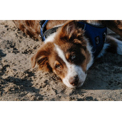 Hondenharnas RIDING WORLD - Simba Marine Marineblauw