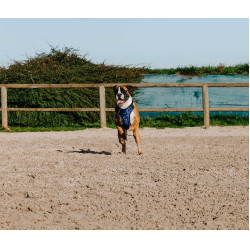 Hondenharnas RIDING WORLD - Simba Marine Marineblauw