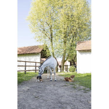 Leren halsband Diego & Louna voor hond Natuurlijk Bruin