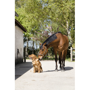 Leren halsband Diego & Louna voor hond Natuurlijk Bruin