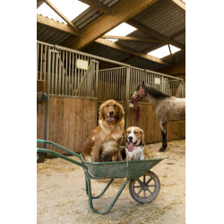 Nylon hondenhalsband Diego & Louna Antraciet / koraal Grijs