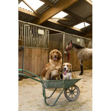 Nylon hondenhalsband Diego & Louna Antraciet / koraal Grijs