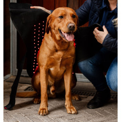 Horseware therapiehondenjas met rood LED-licht Zwart / zwart