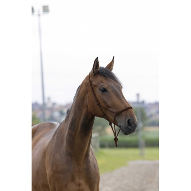 Touwhalster first Bruin Touwhalster first Bruin