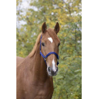 Nylon halster met lederen voering Norton Blauw / zwart