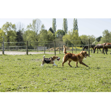 Leren halsband Diego & Louna voor hond Natuurlijk Bruin