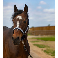 Halster Equithème Nylon Check Marine / bruin Blauw