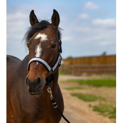 Halster Equithème Nylon Check Marine / zwart Blauw Halster Equithème Nylon Check Marine / zwart Blauw