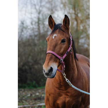 Nylon Halster Spring Equithème Roze Nylon Halster Spring Equithème Roze